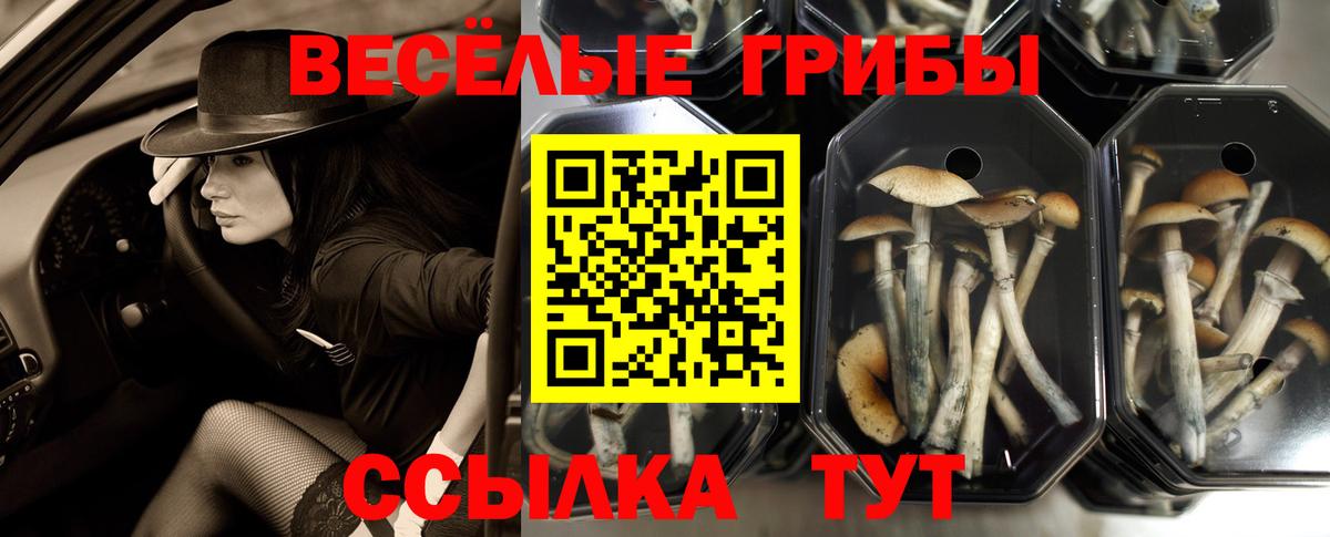 Псилоцибиновые грибы мицелий Дивногорск